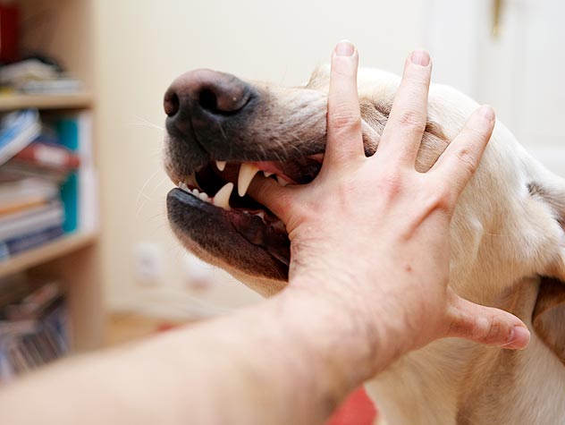 Cómo Educar A Un Perro Para Que No Muerda | Educar A Un Perro